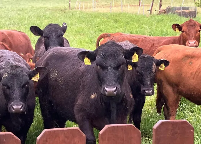 Gaestehaus Goy In 3* Schirgiswalde-Kirschau